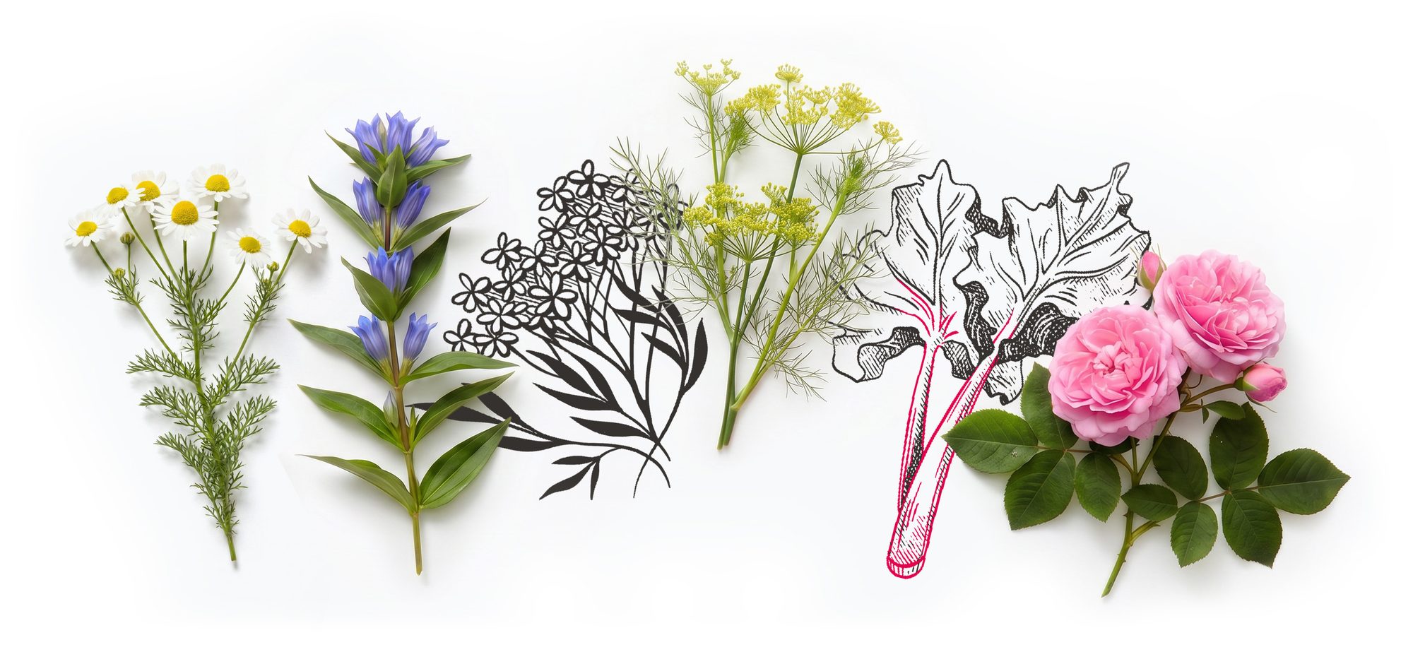Le venti botaniche alpine di Amaro Re Laurino