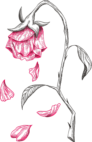 Illustrazione a tratto di una rosa recisa con i petali che cadono